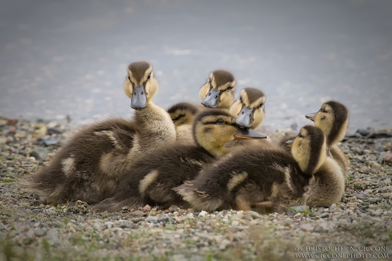 Mallard