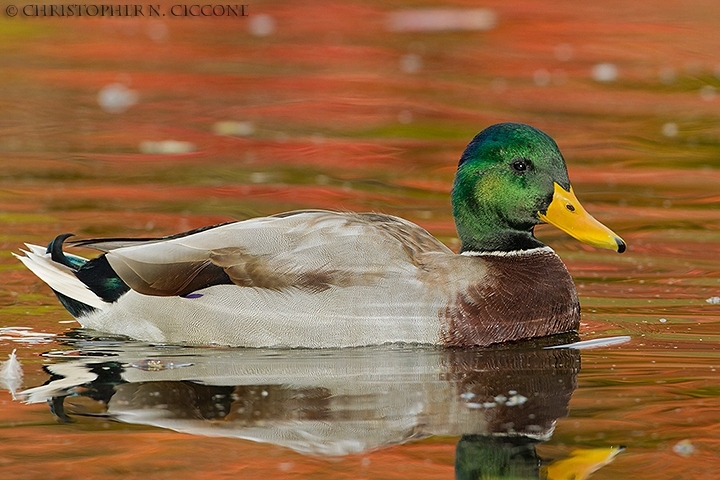 Mallard