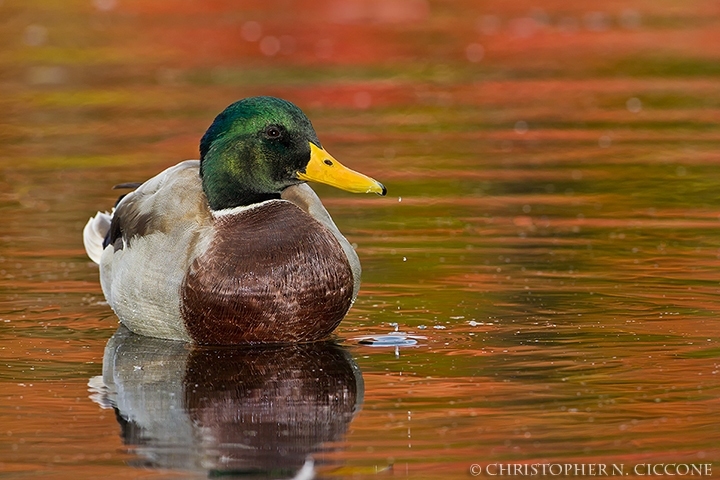 Mallard