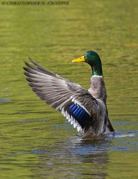 Mallard