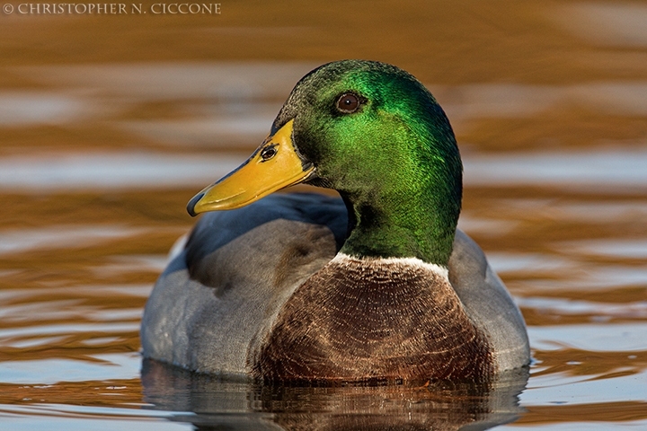 Mallard