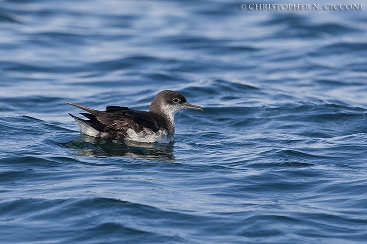 Manx Shearwater