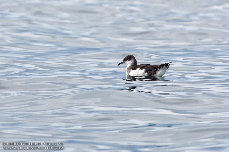 Manx Shearwater