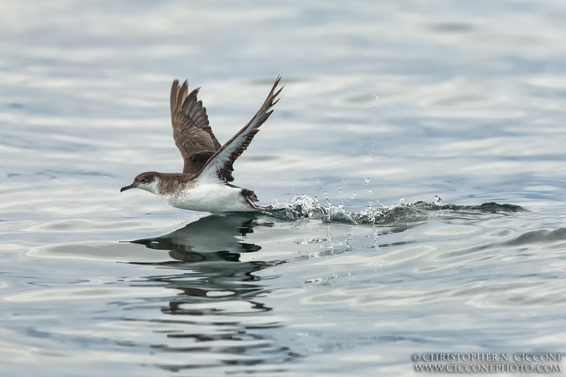 Manx Shearwater