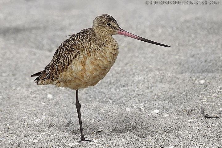 Marbled Godwit