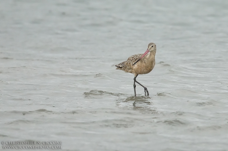 Marbled Godwit