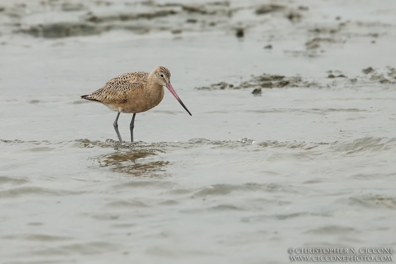 Marbled Godwit