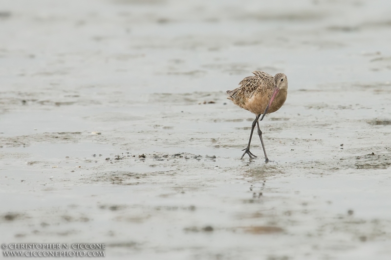 Marbled Godwit