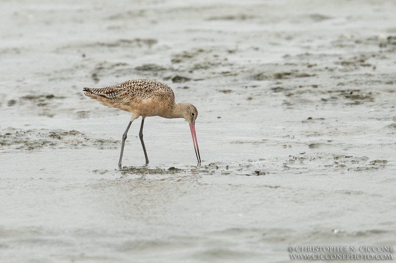 Marbled Godwit