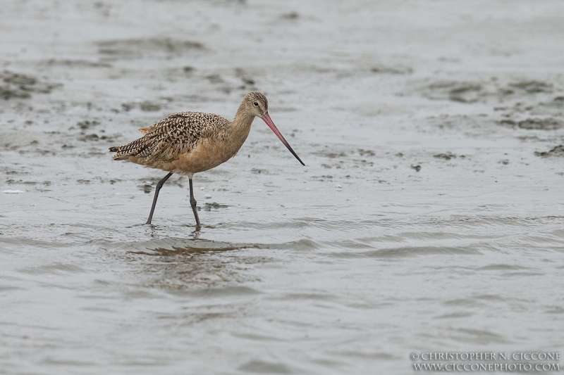 Marbled Godwit