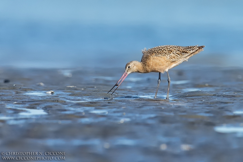 Marbled Godwit