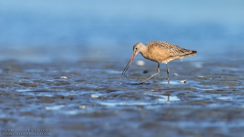 Marbled Godwit