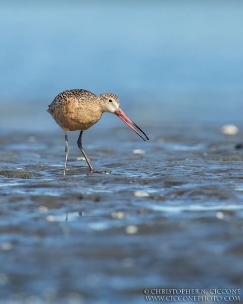 Marbled Godwit