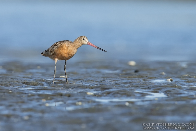 Marbled Godwit