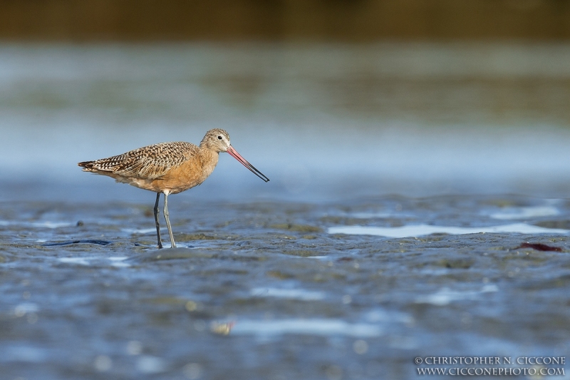 Marbled Godwit