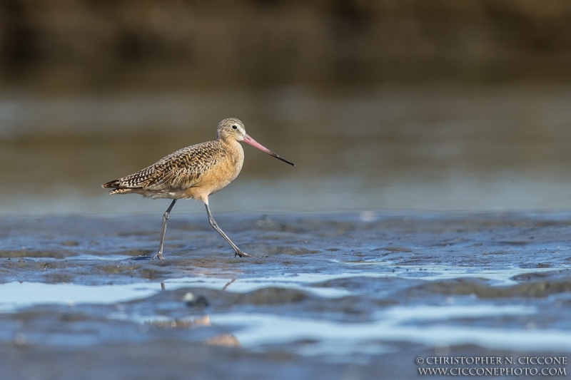 Marbled Godwit