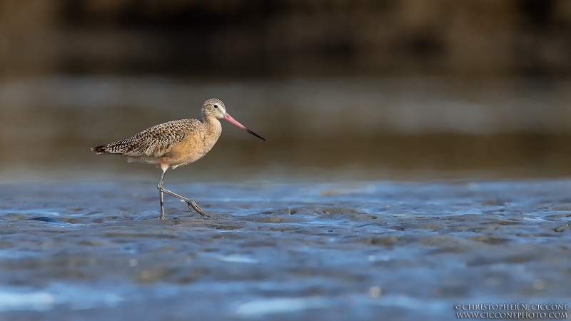 Marbled Godwit