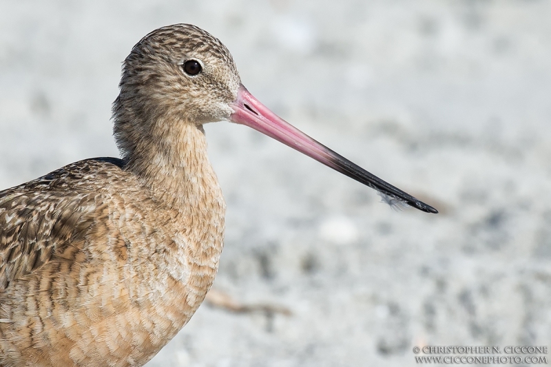 Marbled Godwit