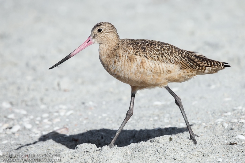 Marbled Godwit