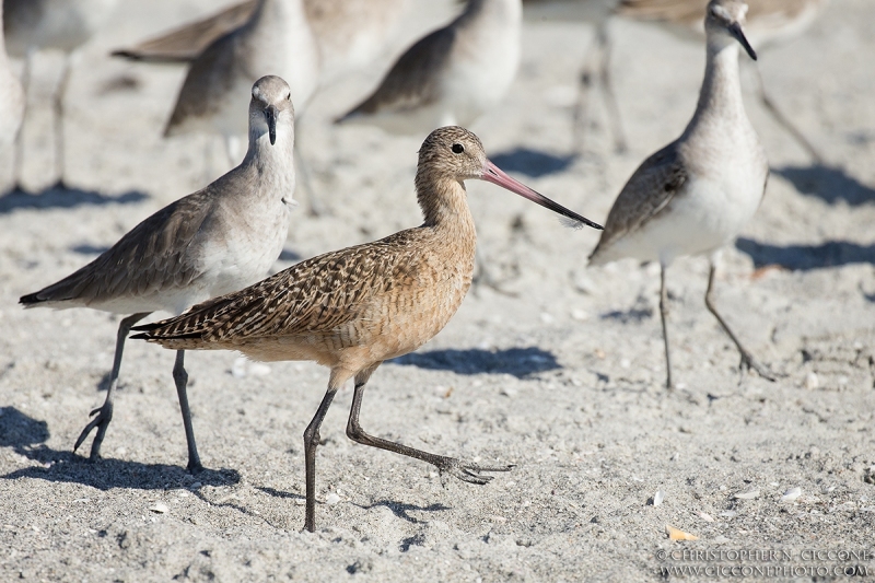 Marbled Godwit