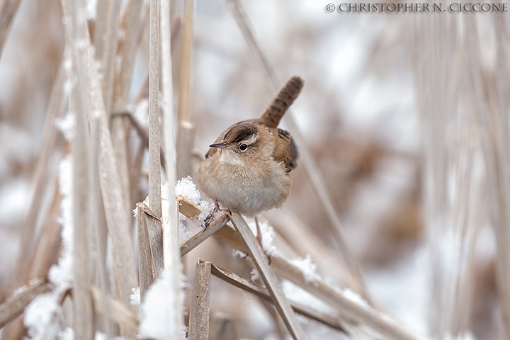 Marsh Wren