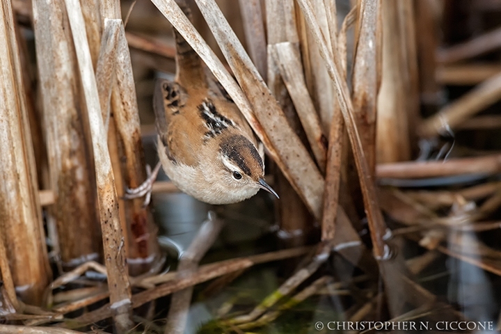 Marsh Wren