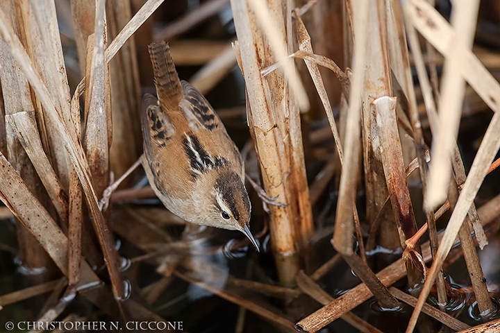 Marsh Wren