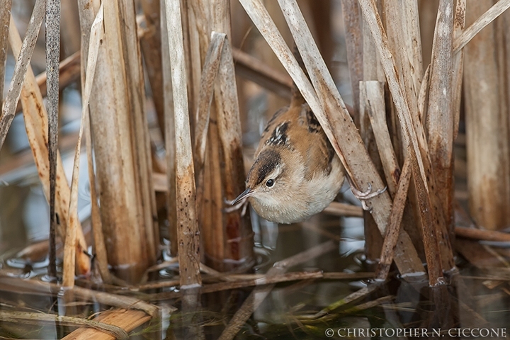 Marsh Wren