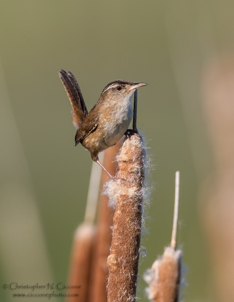 Marsh Wren