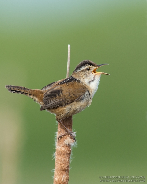 Marsh Wren