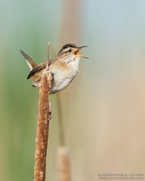 Marsh Wren