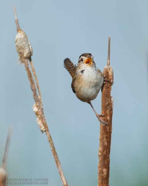 Marsh Wren