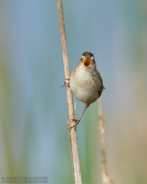 Marsh Wren