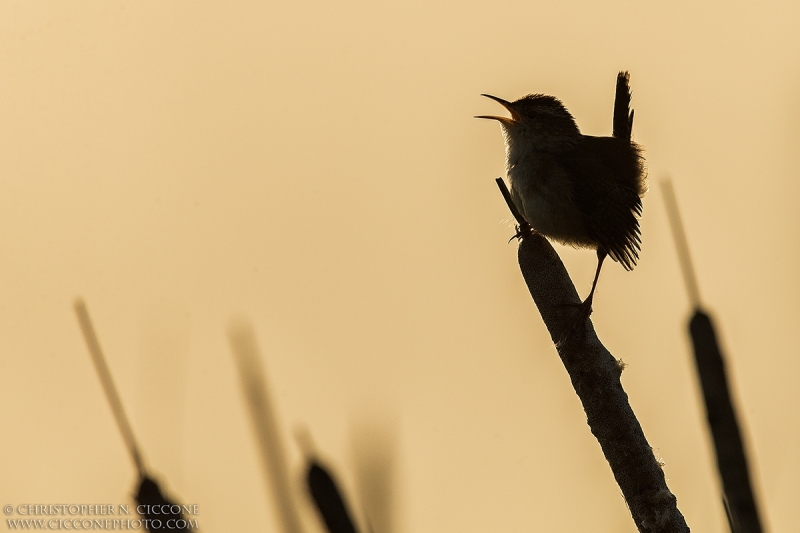 Marsh Wren