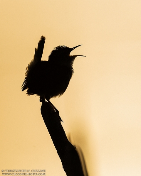 Marsh Wren