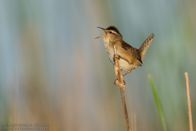 Marsh Wren