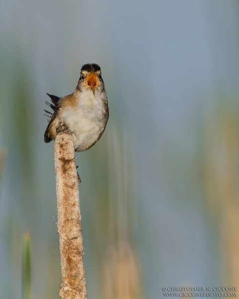 Marsh Wren