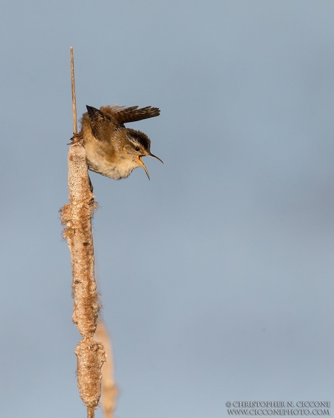 Marsh Wren