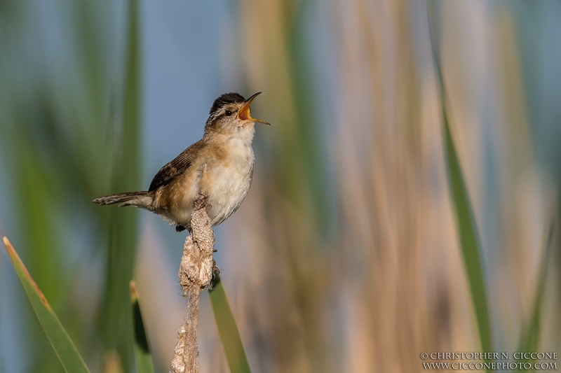 Marsh Wren