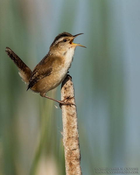 Marsh Wren