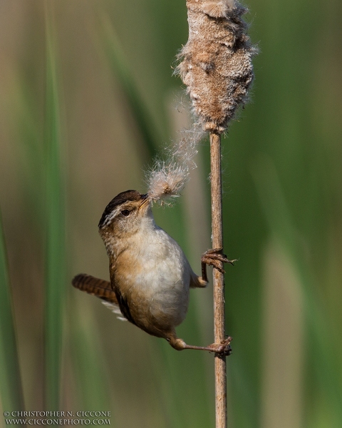 Marsh Wren