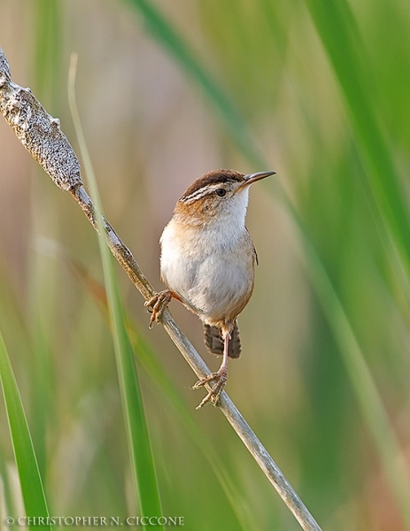 Marsh Wren