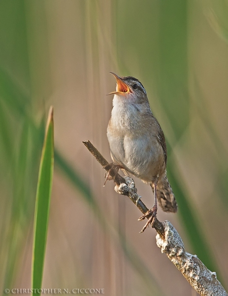 Marsh Wren