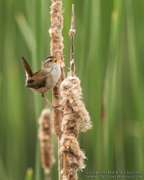 Marsh Wren