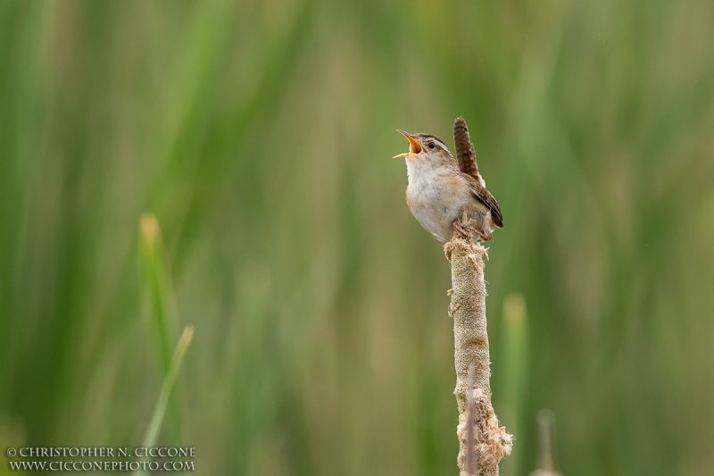 Marsh Wren