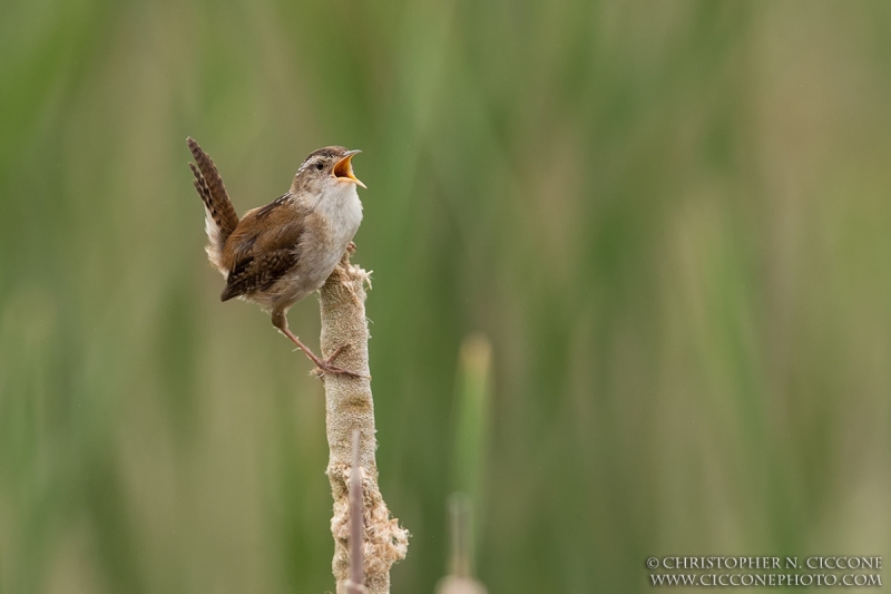 Marsh Wren