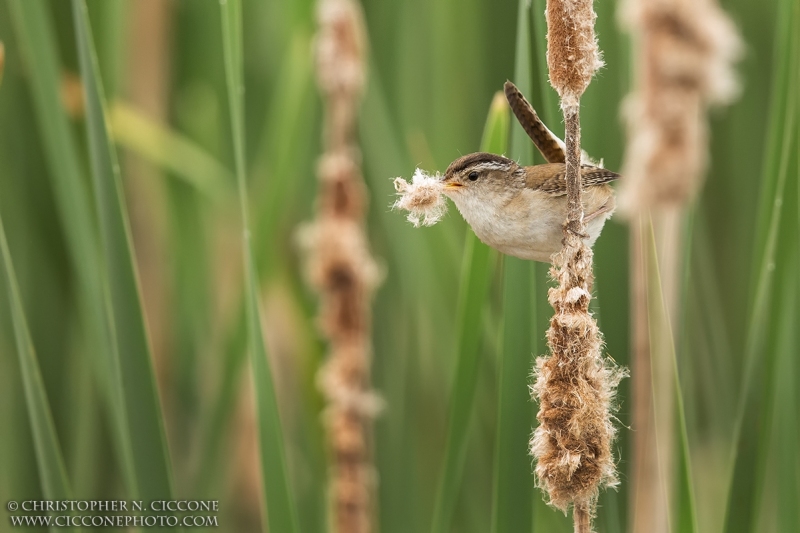 Marsh Wren