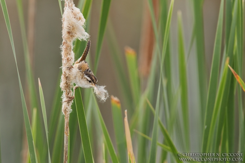 Marsh Wren