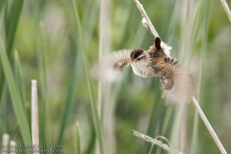 Marsh Wren