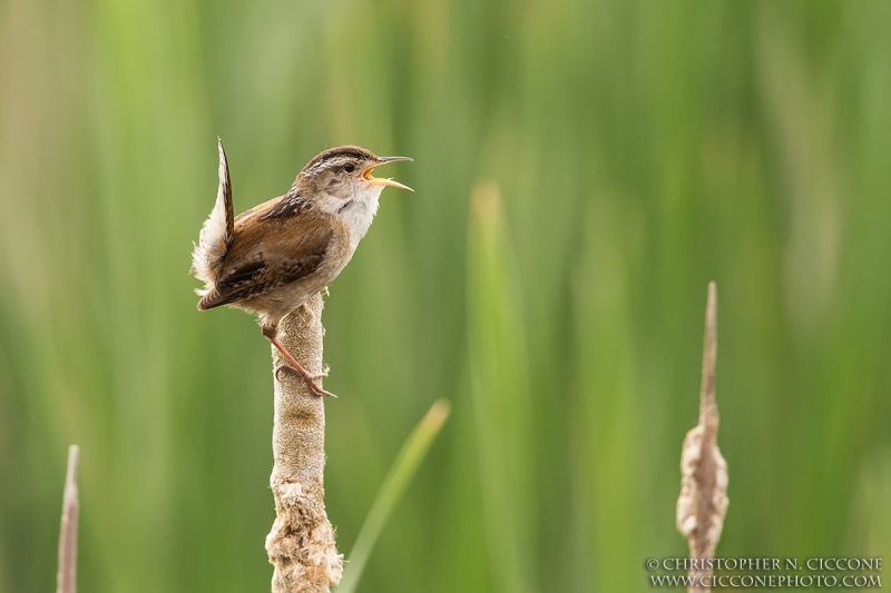 Marsh Wren